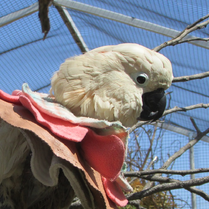 Arkansas Parrot Rescue